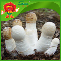 Champignons naturels de grande qualité Coprinus